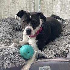Asali, a Adoptable Mixed Breed in San Francisco, CA image 5/6