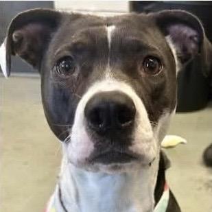Asali, a Adoptable Mixed Breed in San Francisco, CA image 6/6