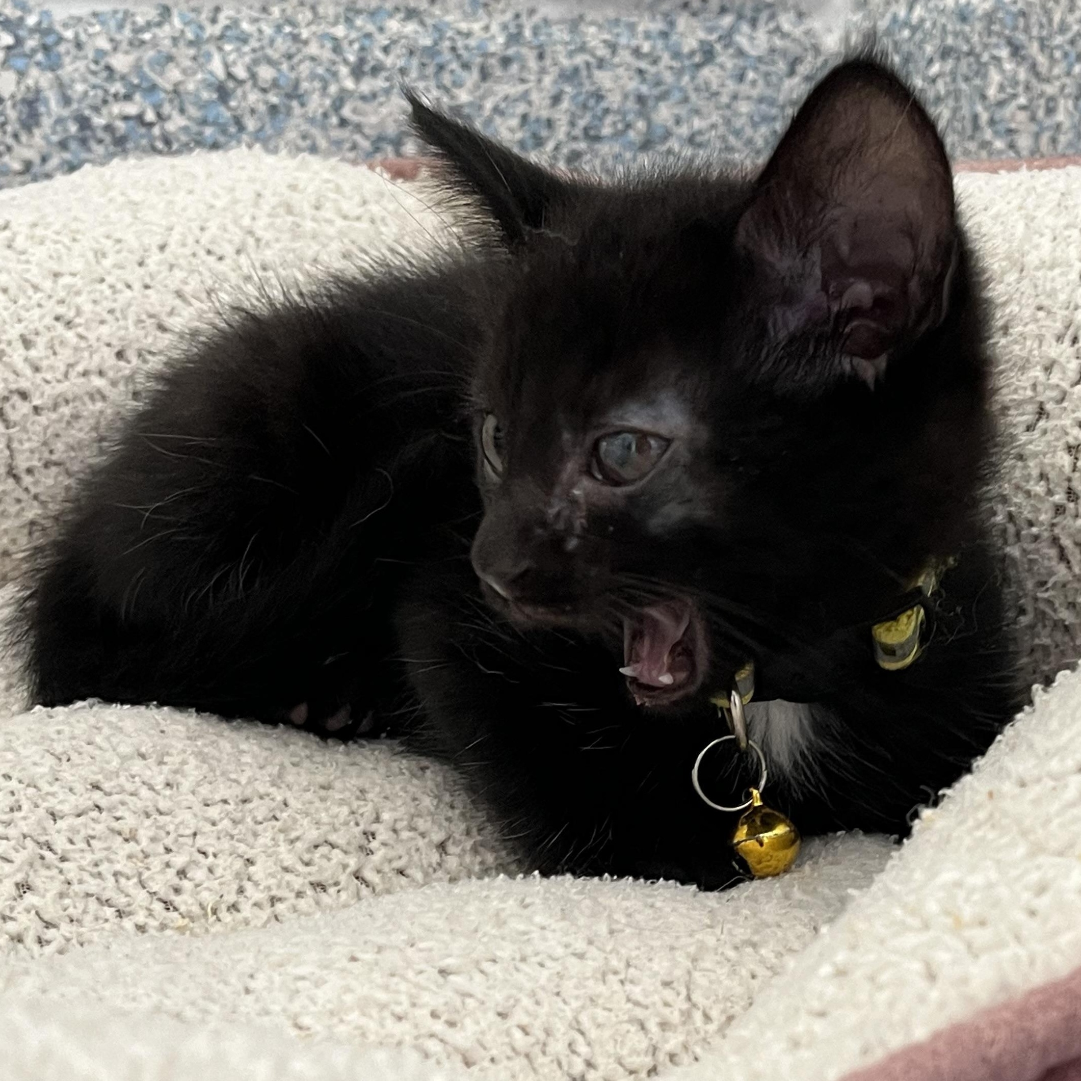 Enlarge Bubbles, a ADOPTABLE Domestic Short Hair in Stafford, VA image 1/2