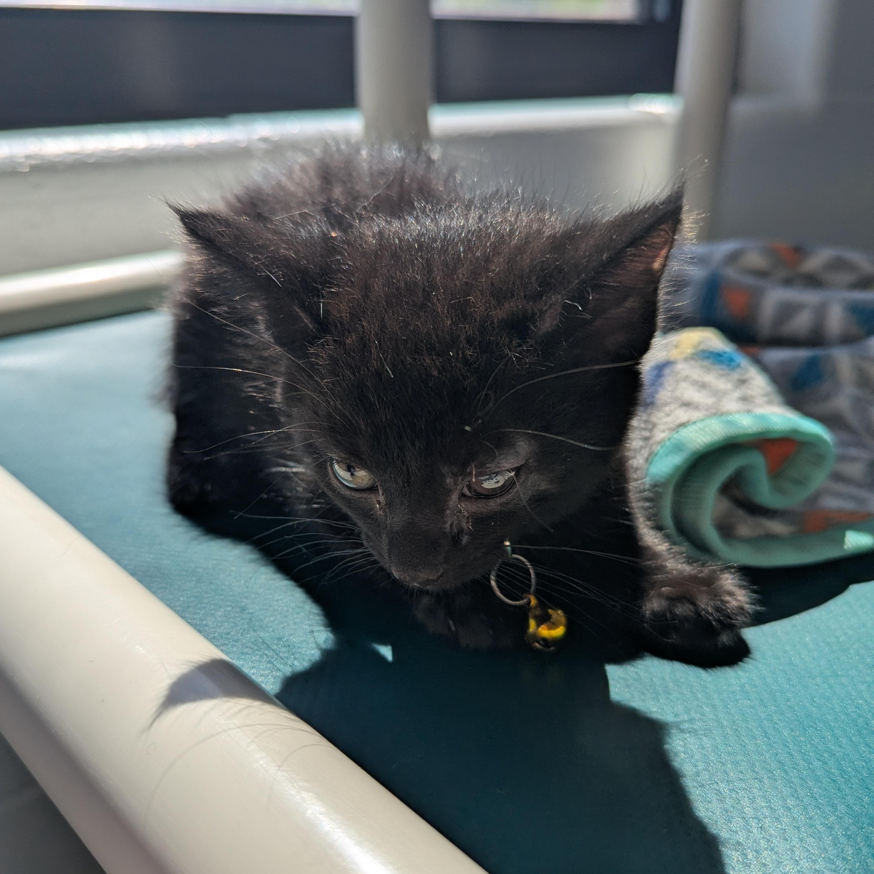 Enlarge Bubbles, a ADOPTABLE Domestic Short Hair in Stafford, VA image 2/2