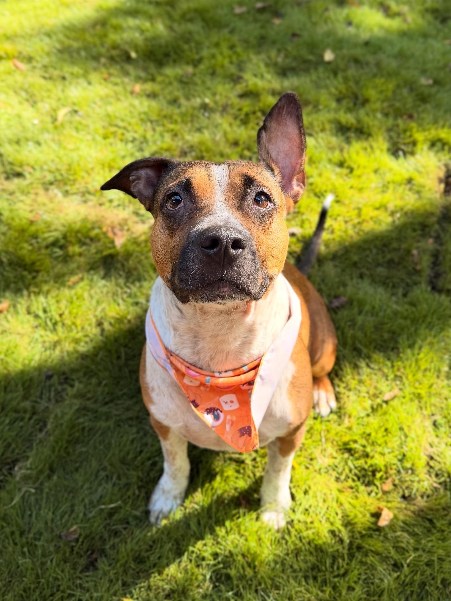 Enlarge Beanie, a Adopted mixed breed in Austin, TX image 1/6