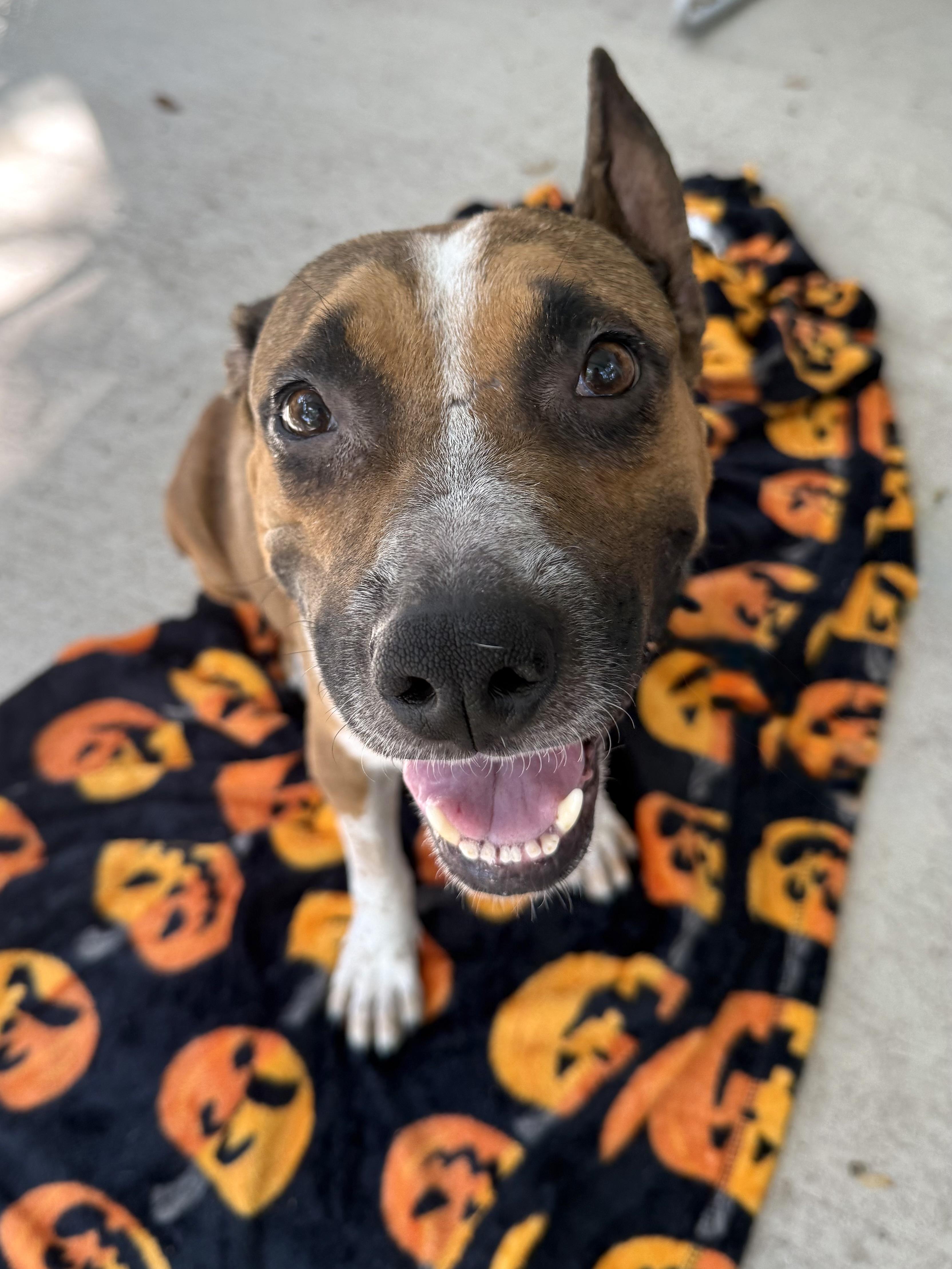Enlarge Beanie, a Adopted mixed breed in Austin, TX image 6/6