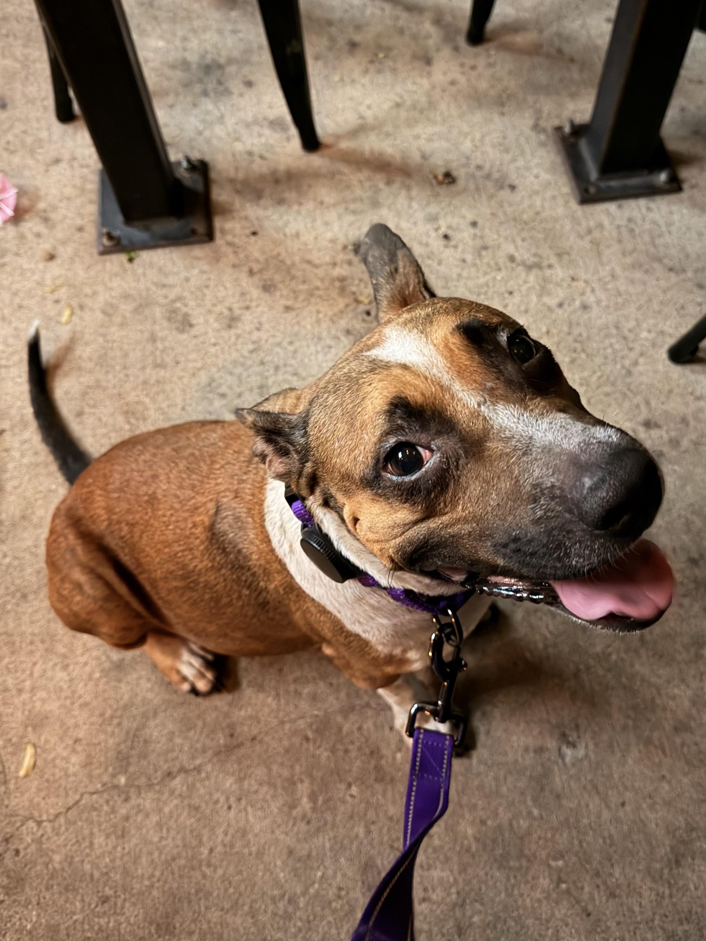 Enlarge Beanie, a Adopted mixed breed in Austin, TX image 4/6
