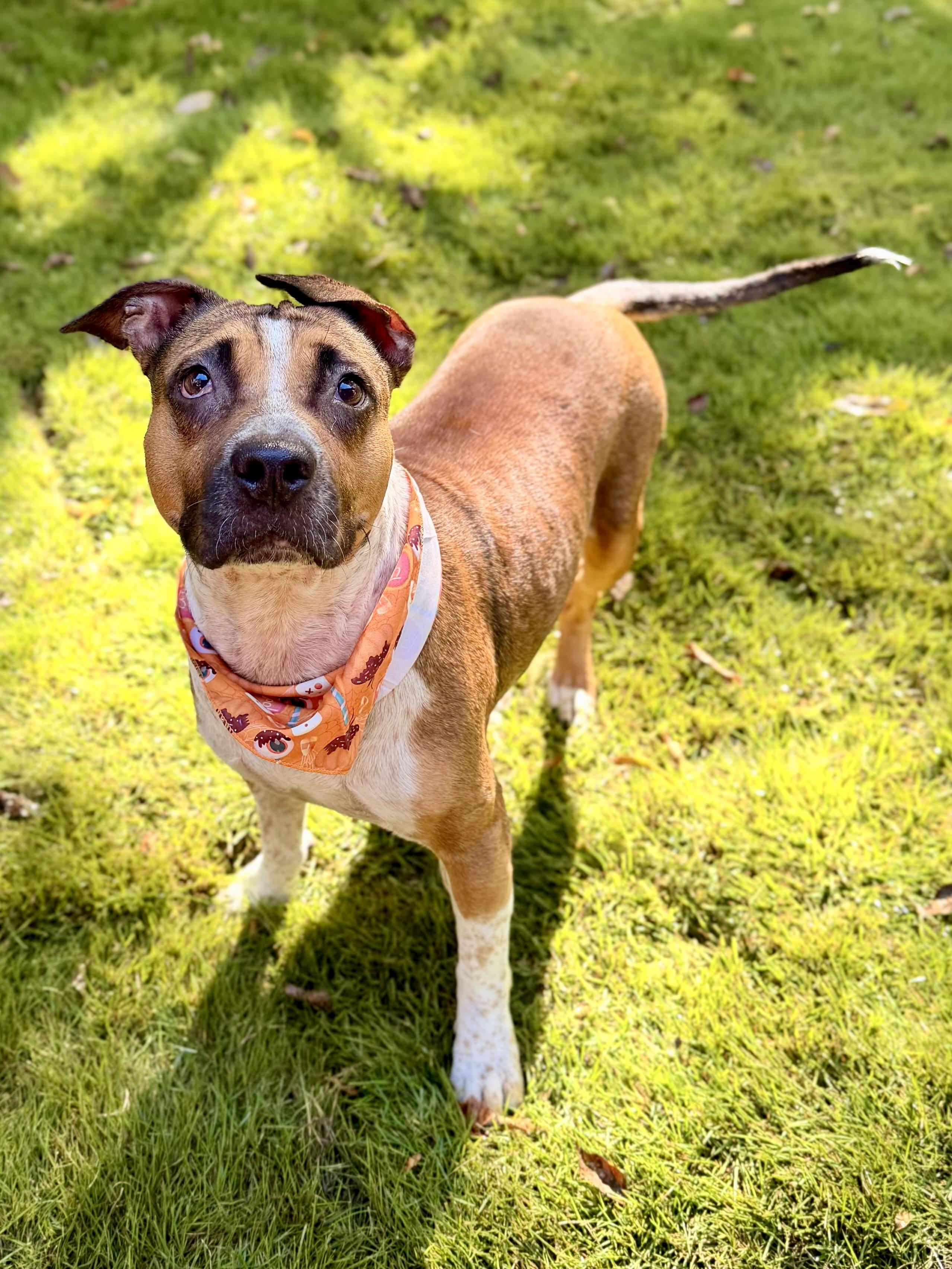 Enlarge Beanie, a Adopted mixed breed in Austin, TX image 5/6