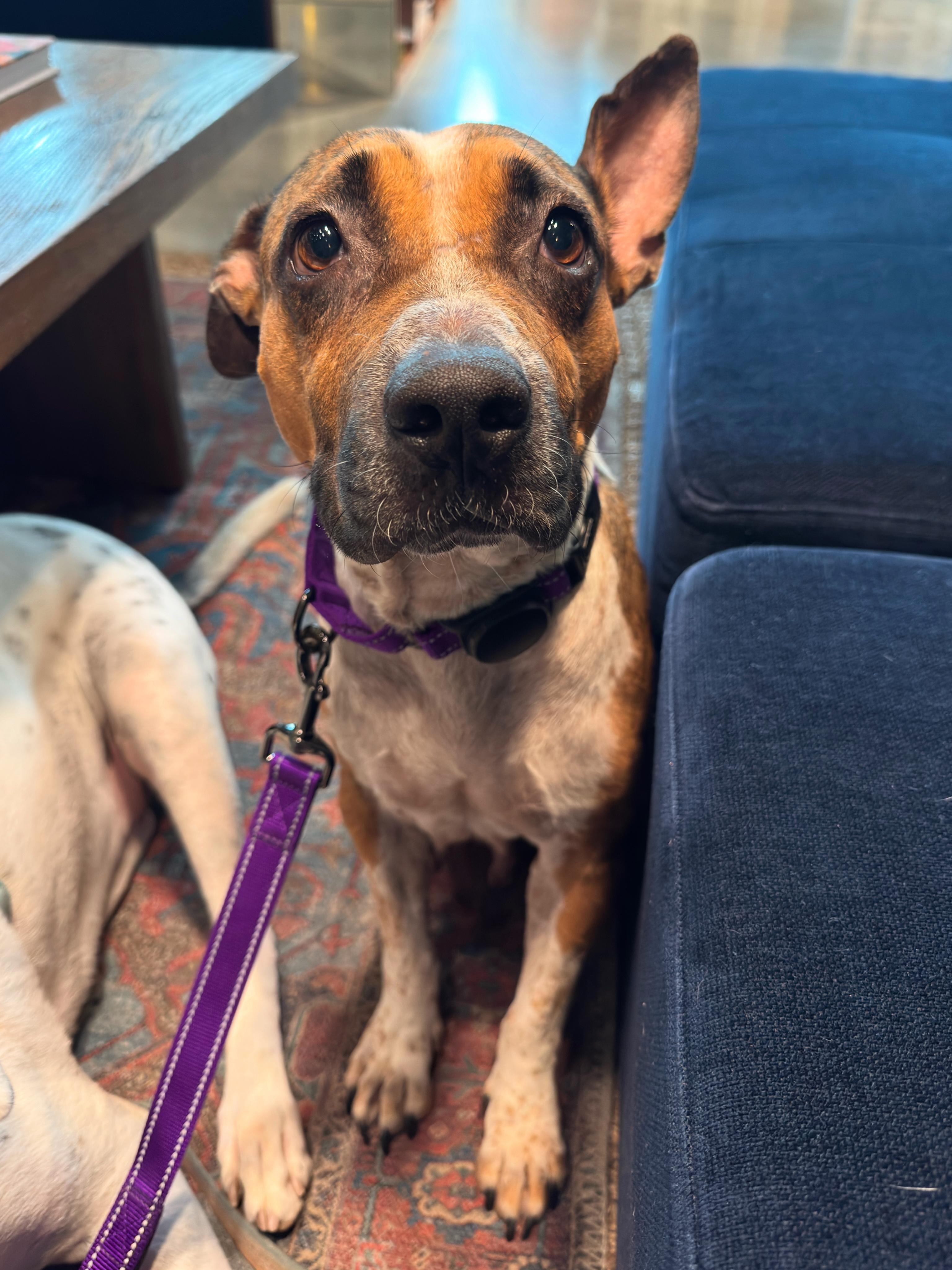 Enlarge Beanie, a Adopted mixed breed in Austin, TX image 3/6