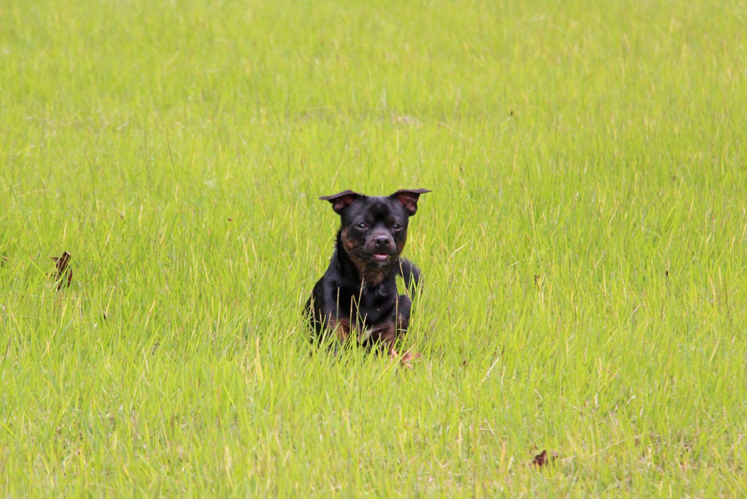 Enlarge Vegas, a Adopted mixed breed in Savannah, TN image 1/3