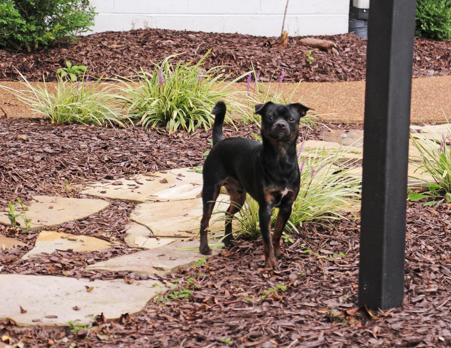 Enlarge Vegas, a Adopted mixed breed in Savannah, TN image 3/3