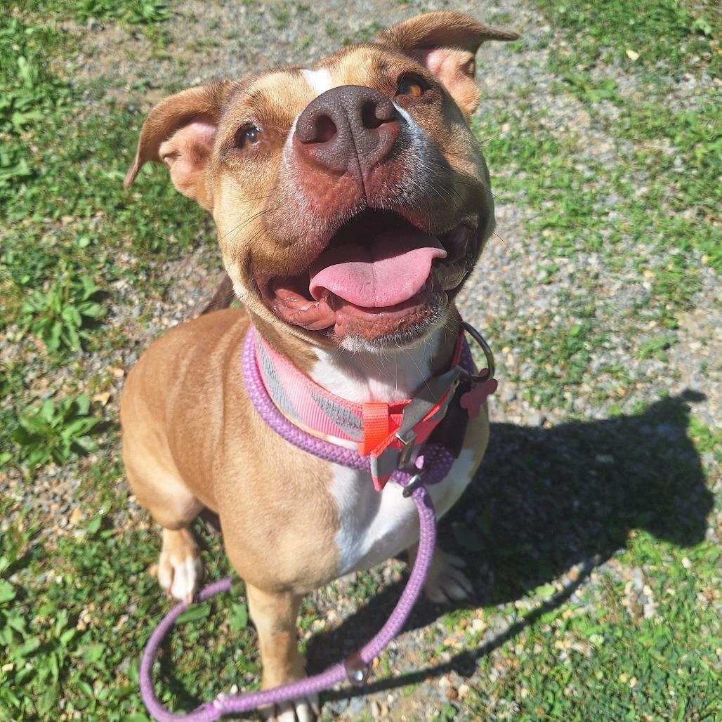 Enlarge Lola, a Adoptable Mixed Breed in Cape Girardeau, MO image 2/2