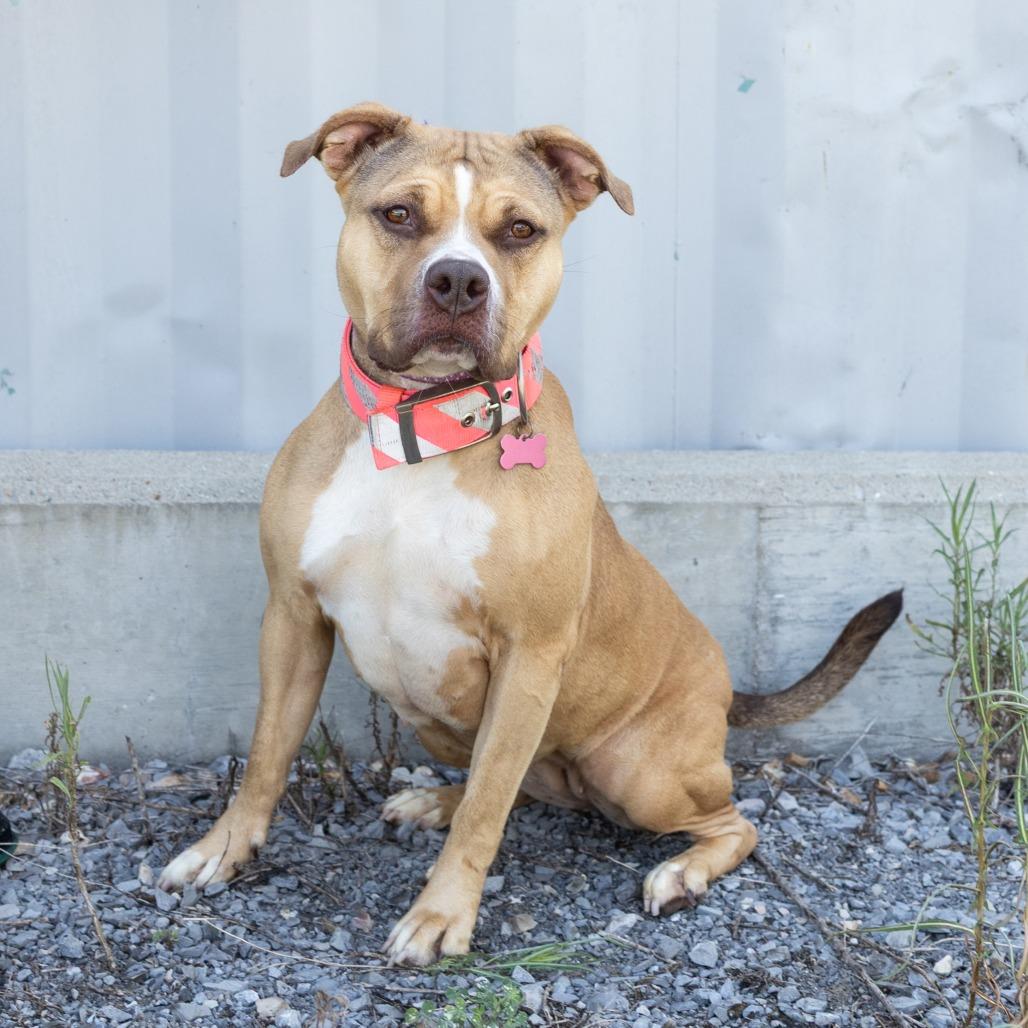 Enlarge Lola, a Adoptable Mixed Breed in Cape Girardeau, MO image 1/2
