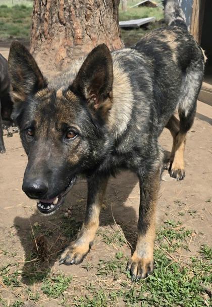 Enlarge Lizzy, a Adoptable mixed breed in Klamath Falls, OR image 2/2