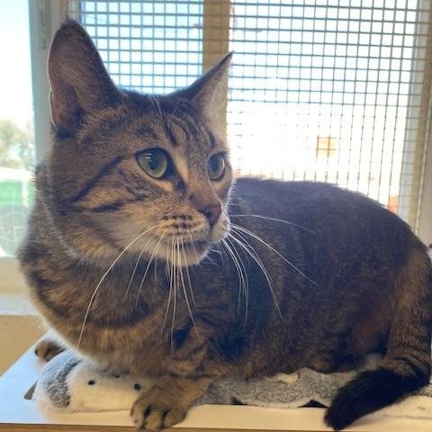 Mrs. Potato, Adoptable, Adult Female Domestic Short Hair & Abyssinian.