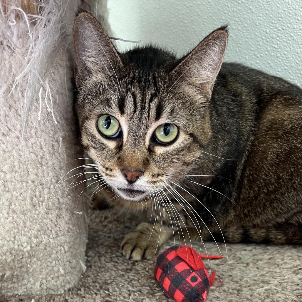 Enlarge Mrs. Potato, a Adoptable mixed breed in Long Beach, CA image 2/2