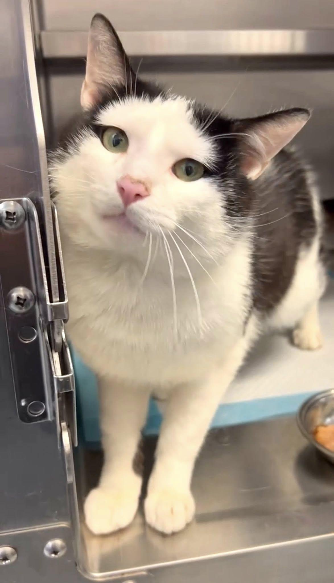 Brown, adopted, Adult Male Domestic Short Hair.
