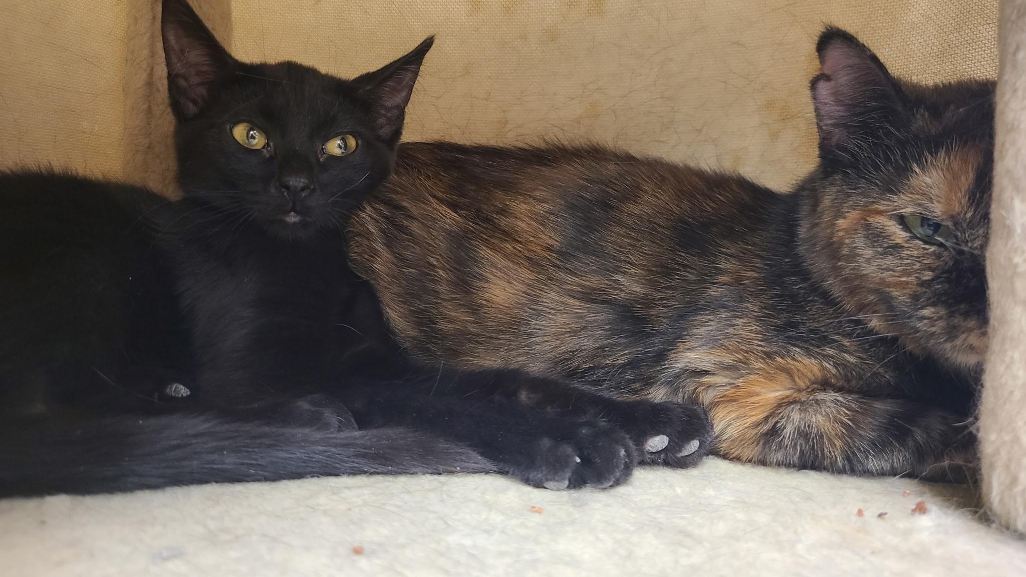 Enlarge Flower, an adopted Domestic Short Hair in Crystal Lake, IL image 4/5