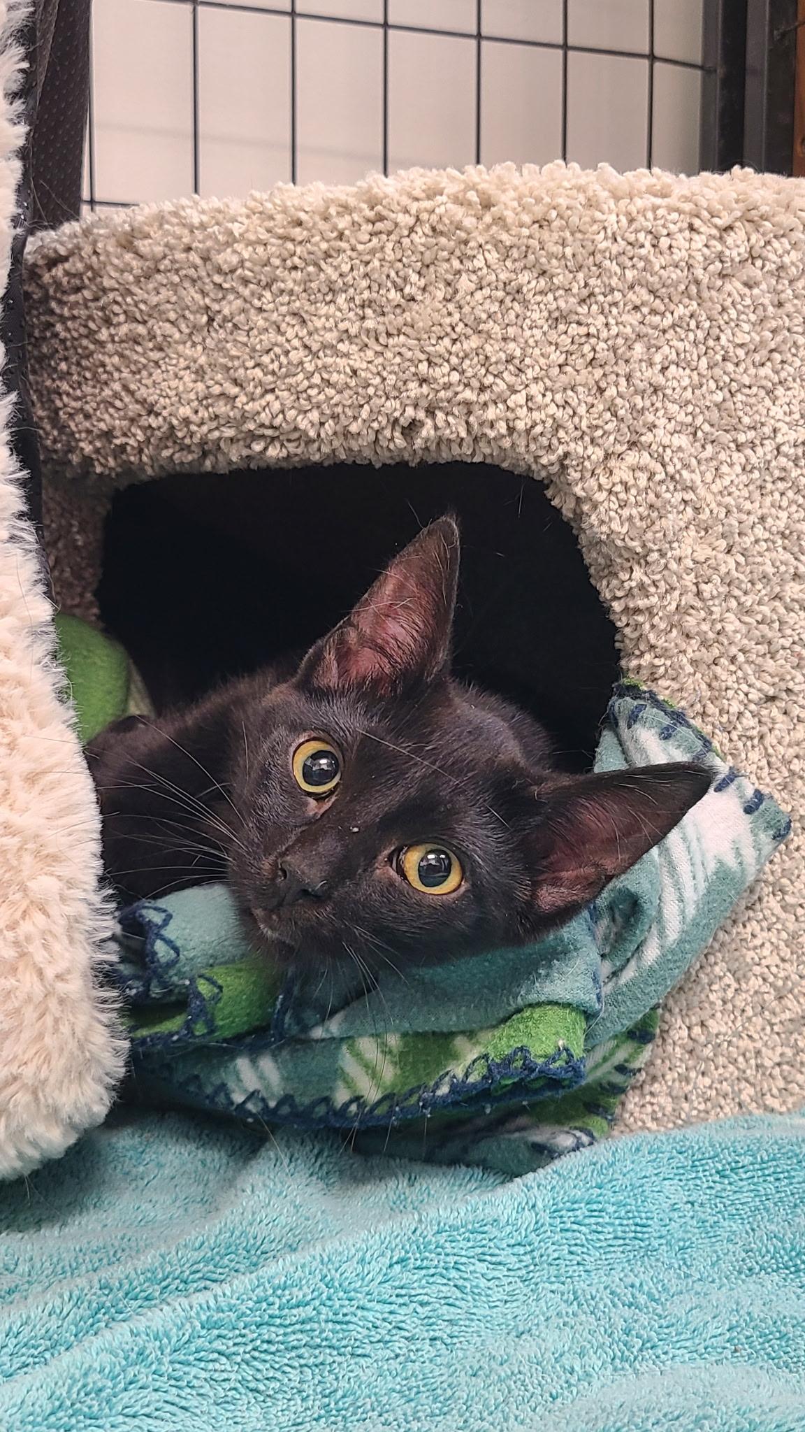 Enlarge Flower, an adopted Domestic Short Hair in Crystal Lake, IL image 3/5