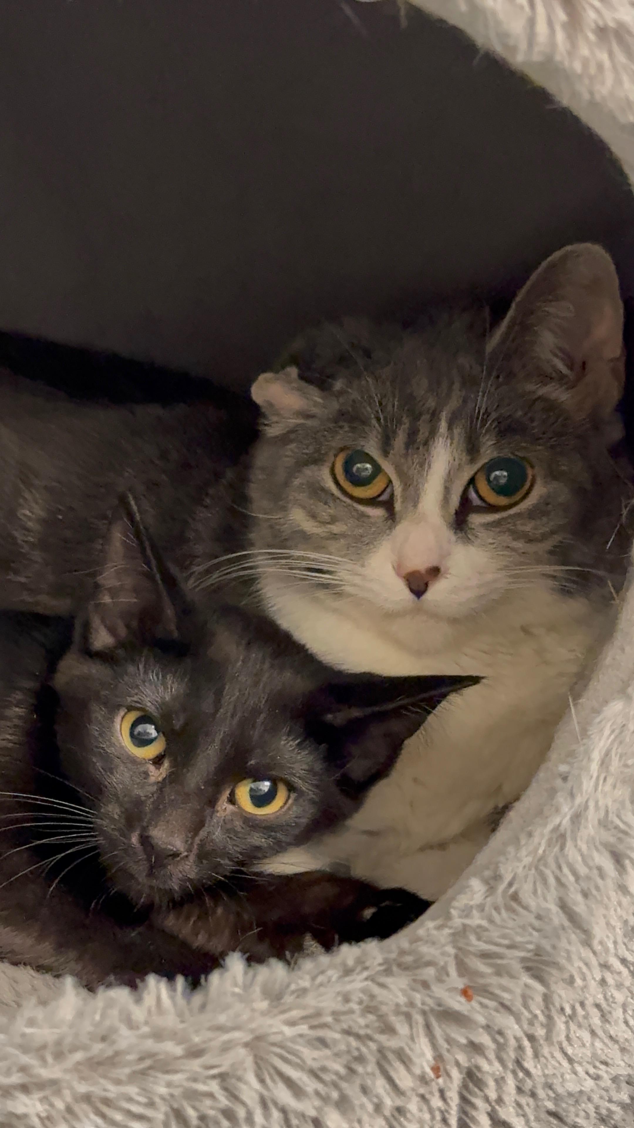 Enlarge Flower, an adopted Domestic Short Hair in Crystal Lake, IL image 5/5