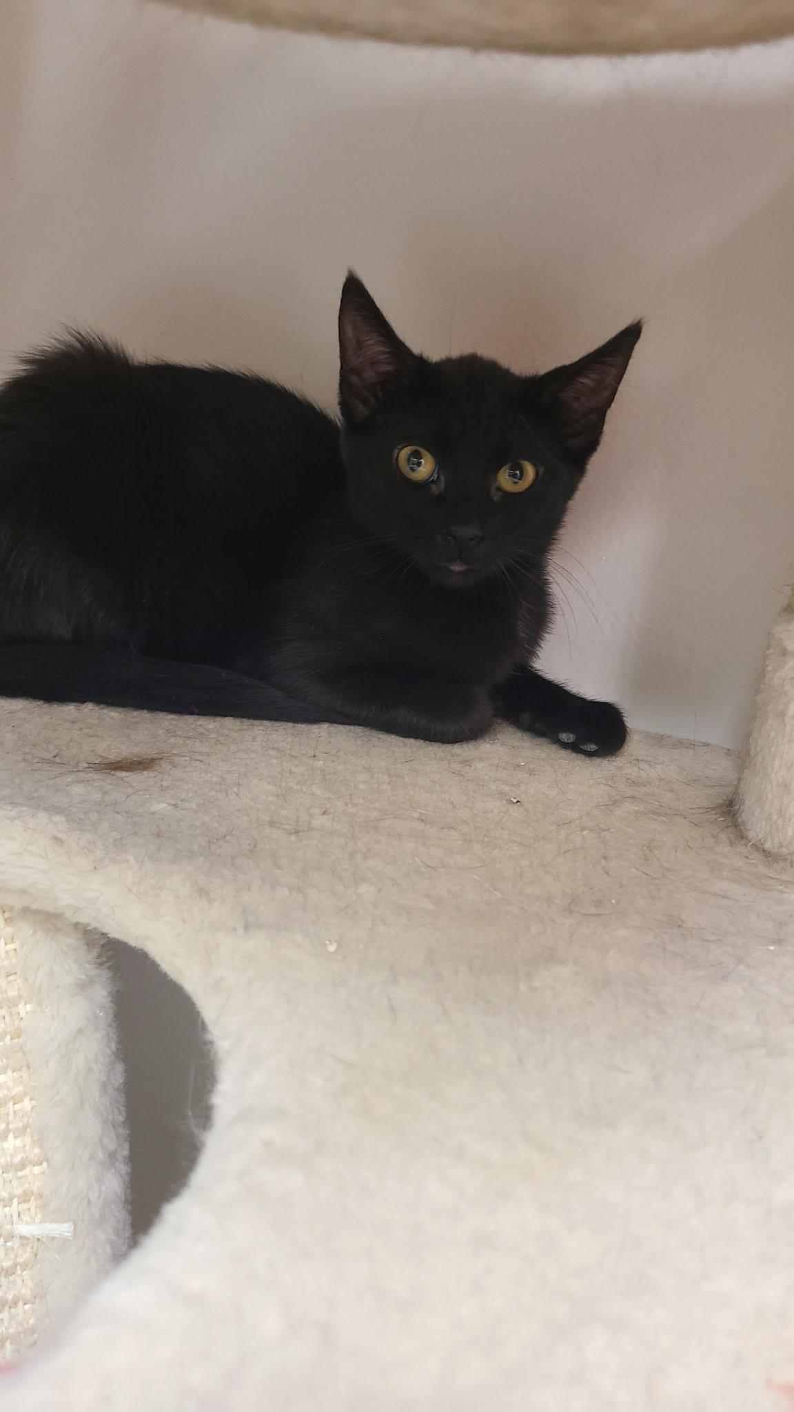 Flower, adopted, Kitten Female Domestic Short Hair.