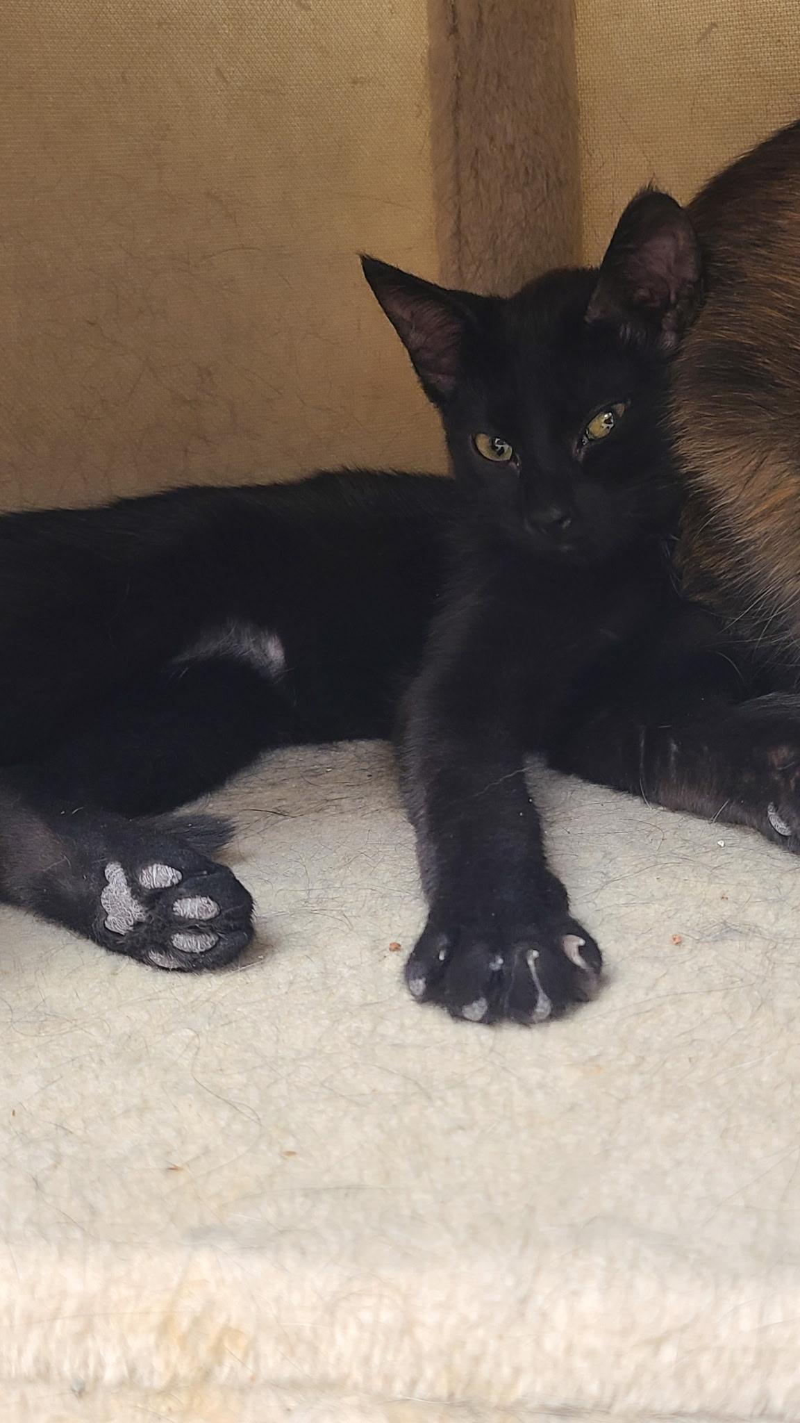 Enlarge Flower, an adopted Domestic Short Hair in Crystal Lake, IL image 2/5