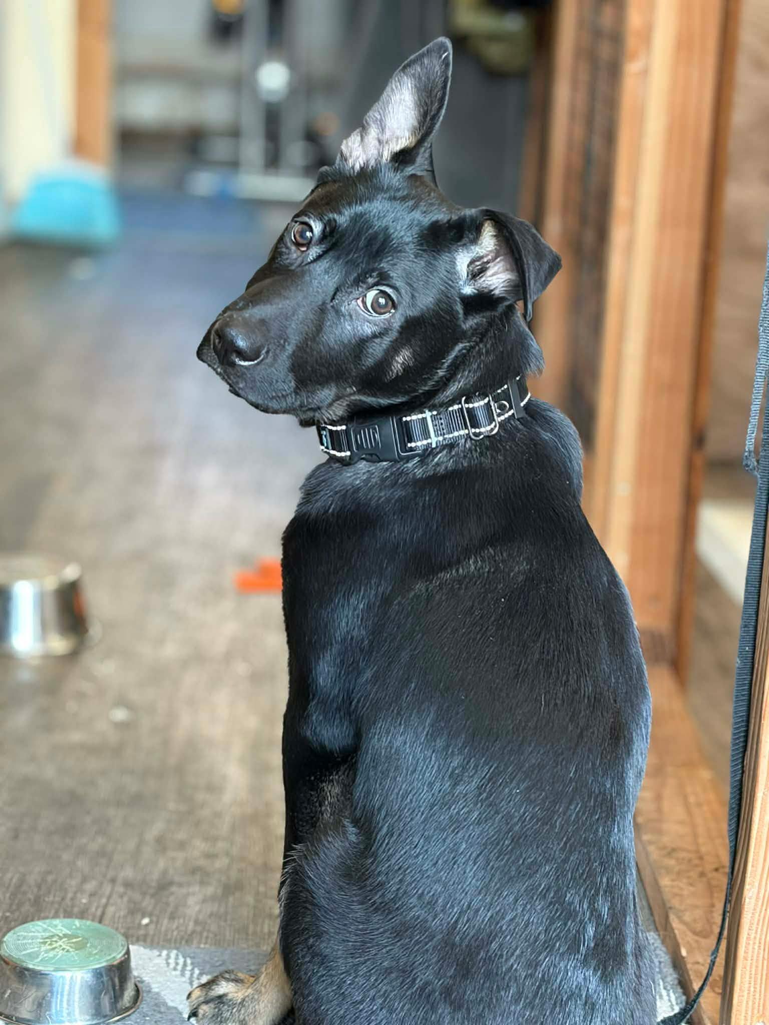 Enlarge Canyon, a ADOPTABLE mixed breed in Albany, NY image 4/4