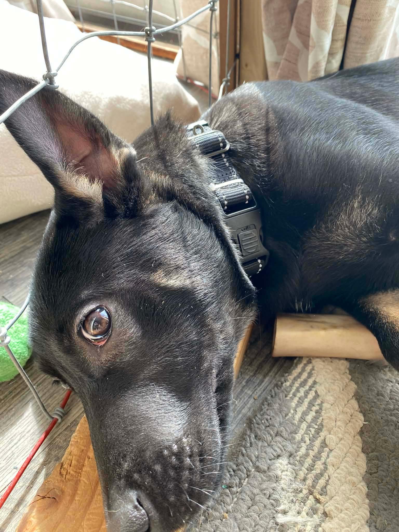 Enlarge Canyon, a ADOPTABLE mixed breed in Albany, NY image 2/4