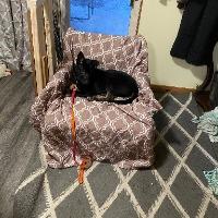 Canyon, ADOPTABLE, Adult Male Shepherd & Hound.