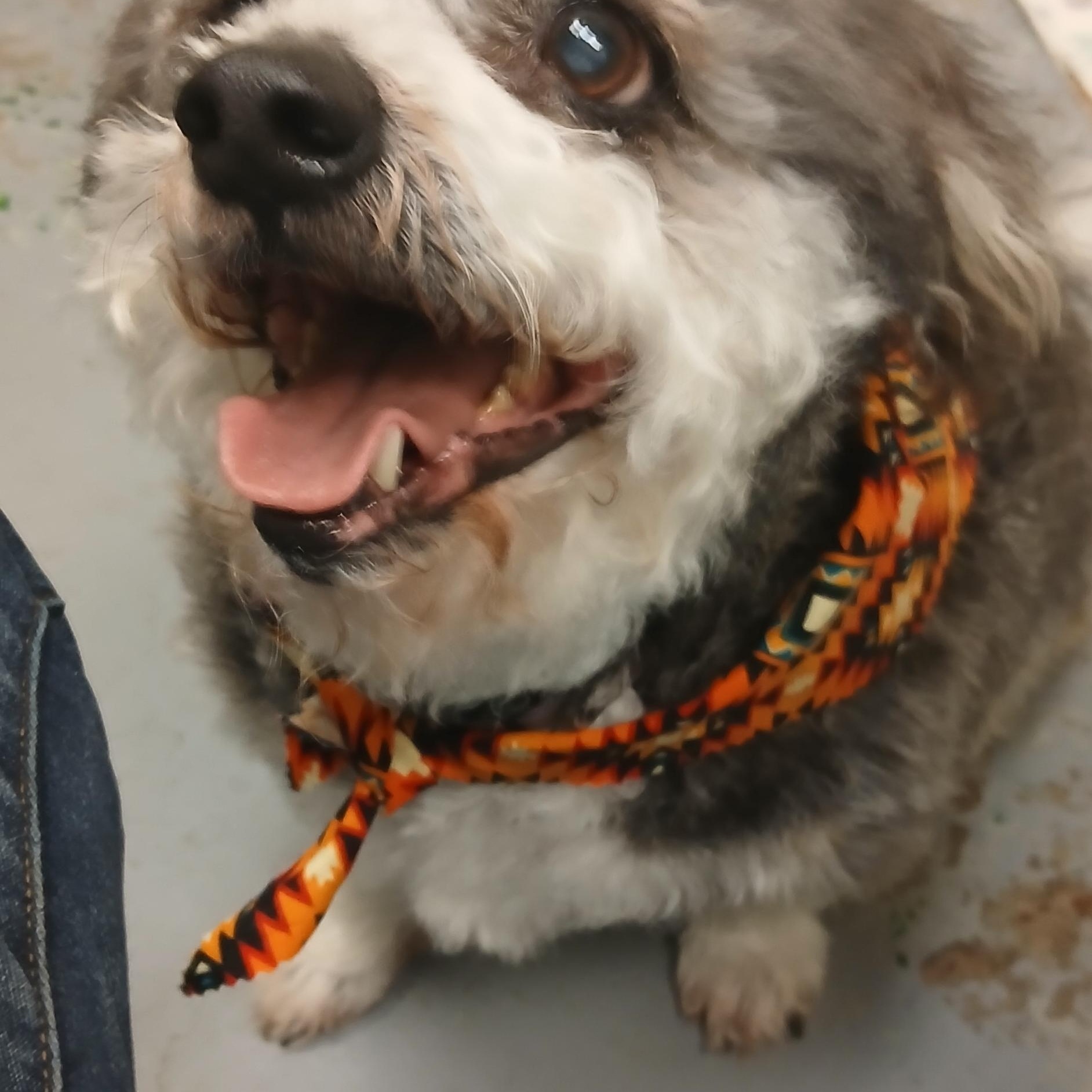 MORY, ADOPTABLE, Senior Male Cockapoo.