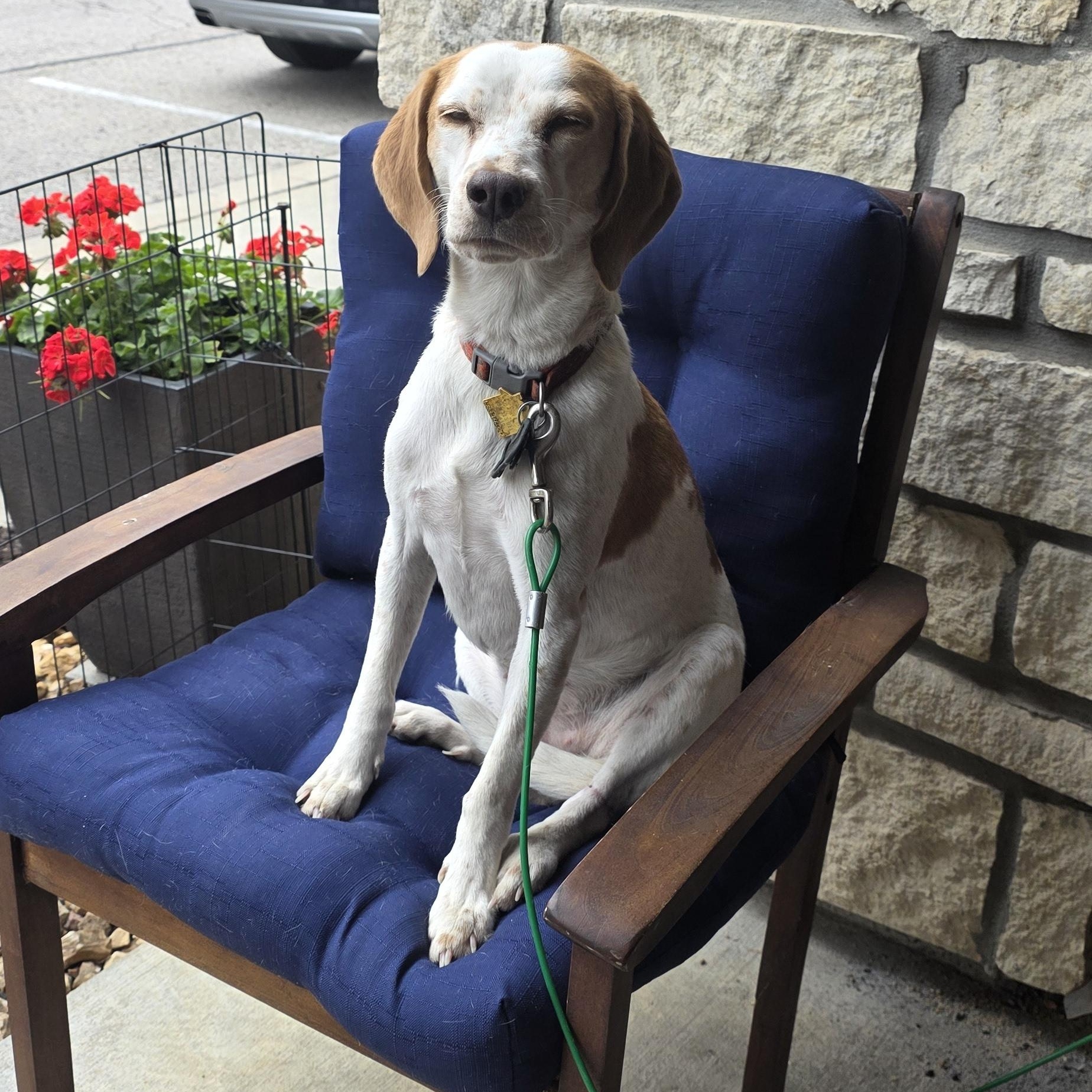 Casey, adoptable, Young Female Brittany Spaniel.