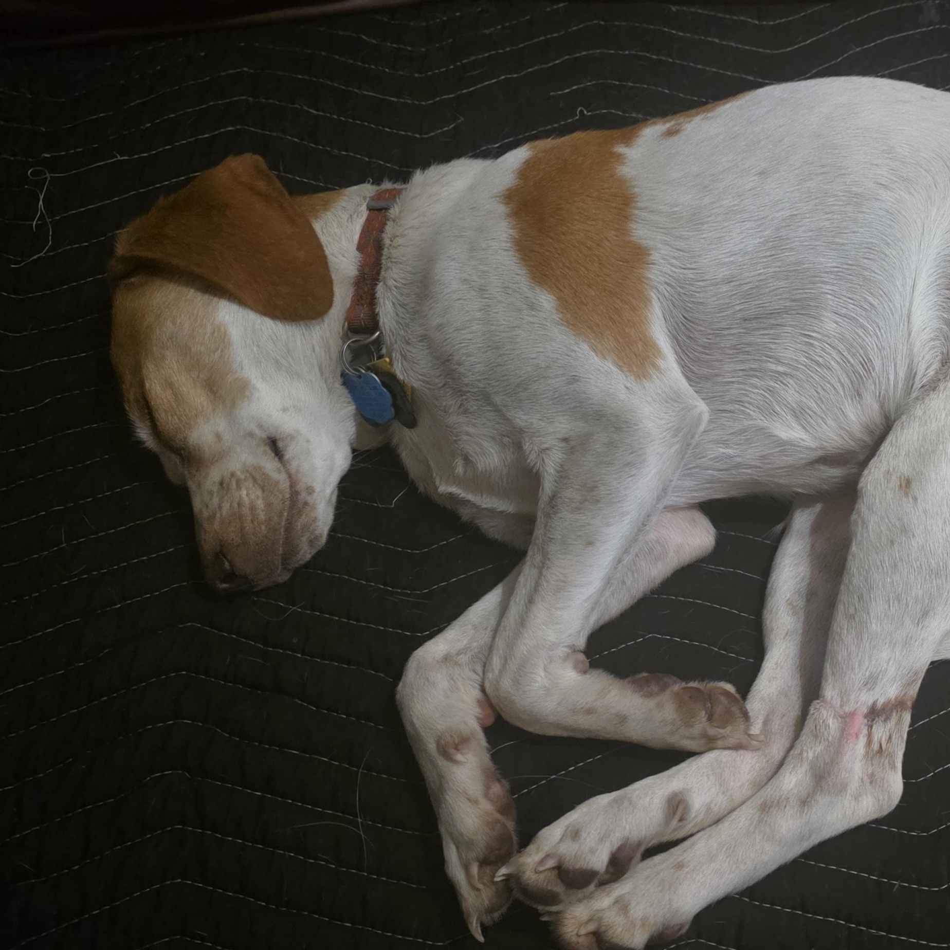 Casey, an adoptable Brittany Spaniel in Louisburg, KS image 4/4