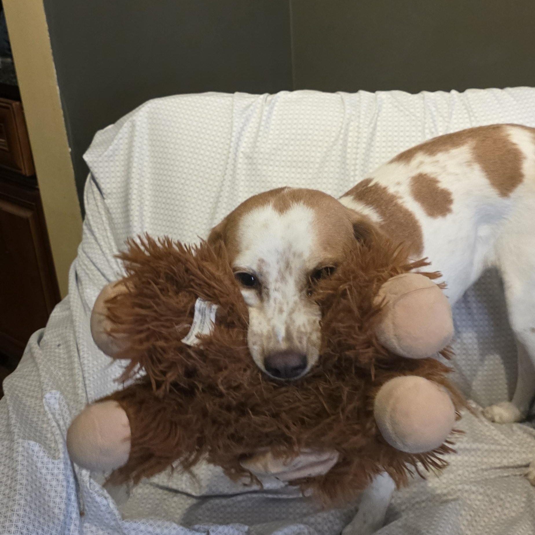 Casey, an adoptable Brittany Spaniel in Louisburg, KS image 2/4