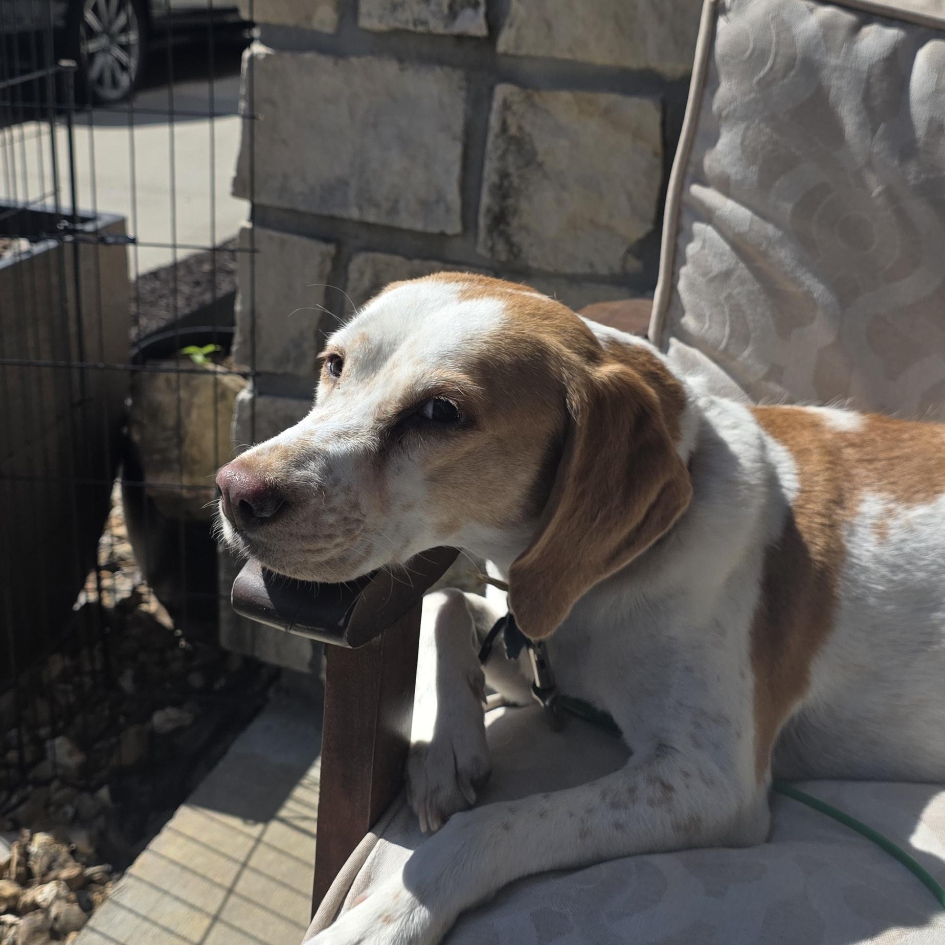 Casey, an adoptable Brittany Spaniel in Louisburg, KS image 3/4