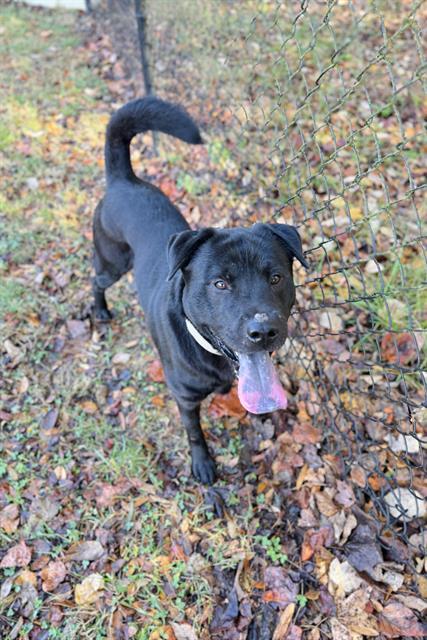 Enlarge PERRITO, a Adoptable Labrador Retriever in Haw River, NC image 1/1