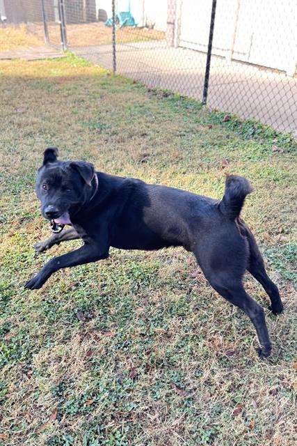 Enlarge PERRITO, a Adoptable Labrador Retriever in Haw River, NC image 1/1