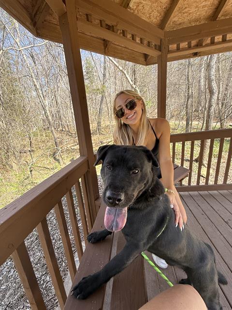 PERRITO, Adoptable, Adult Male Labrador Retriever.