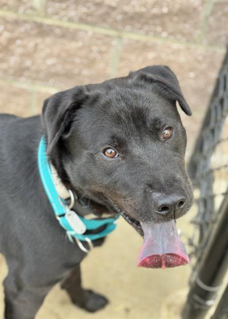 Enlarge PERRITO, a Adoptable Labrador Retriever in Haw River, NC image 1/1