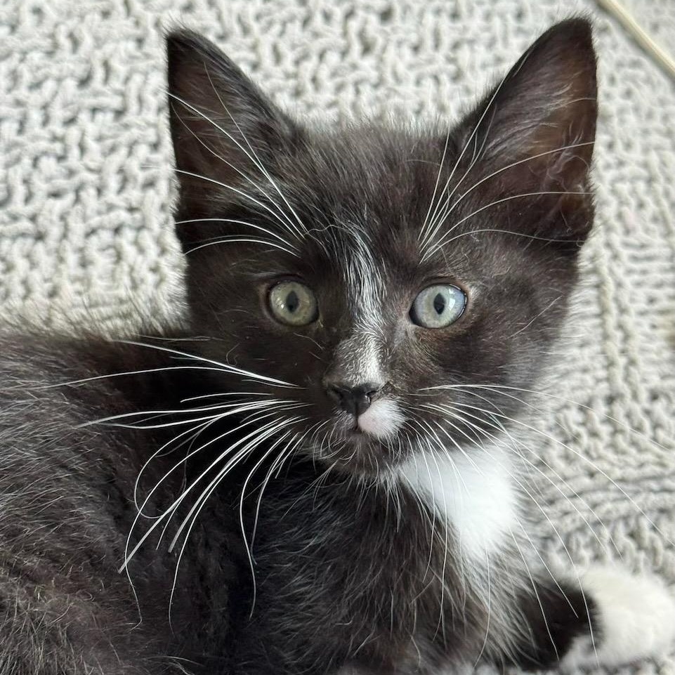 Foster Raven, adopted, Kitten Male Domestic Short Hair.