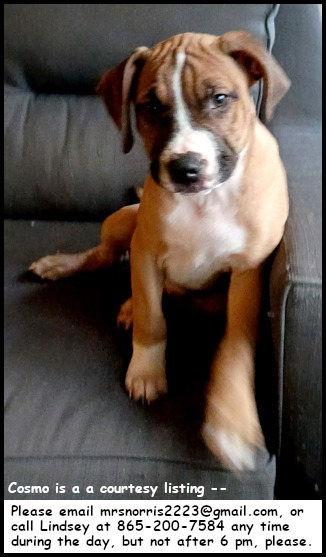 Cosmo, a Adoptable mixed breed in Oak Ridge, TN image 1/3