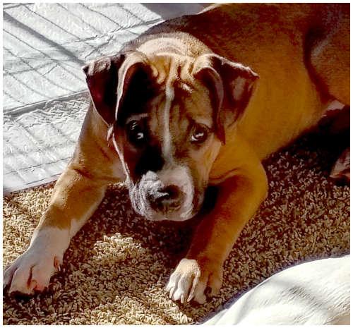 Cosmo, a Adoptable mixed breed in Oak Ridge, TN image 3/3