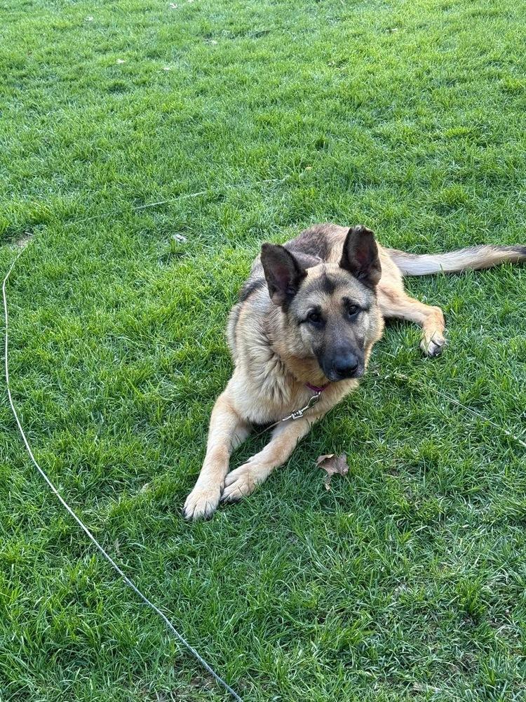 Enlarge Thunder, a Adoptable German Shepherd Dog in Suamico, WI image 1/4