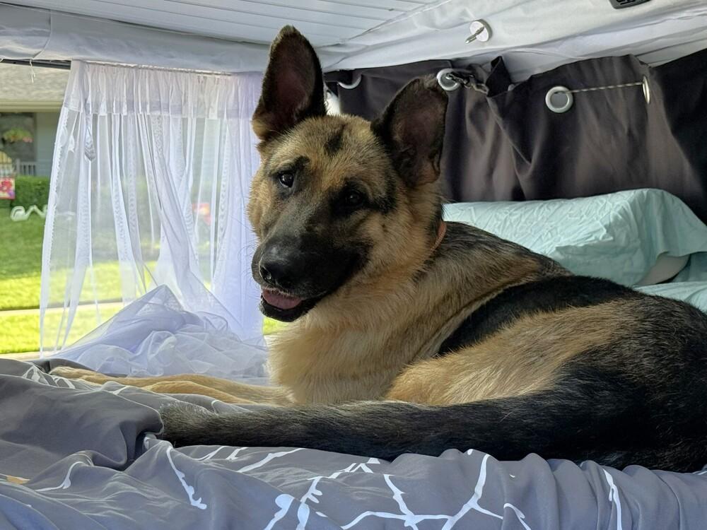Thunder, Adoptable, Adult Male German Shepherd Dog.