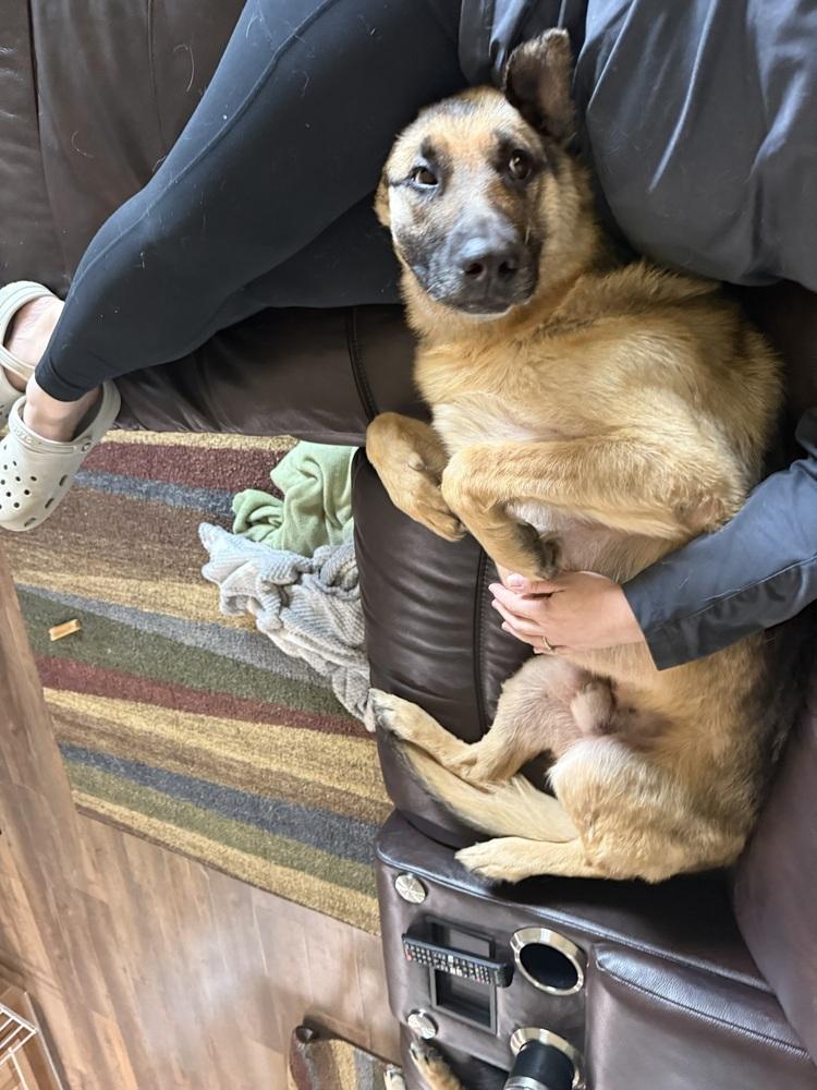 Enlarge Thunder, a Adoptable German Shepherd Dog in Suamico, WI image 2/6