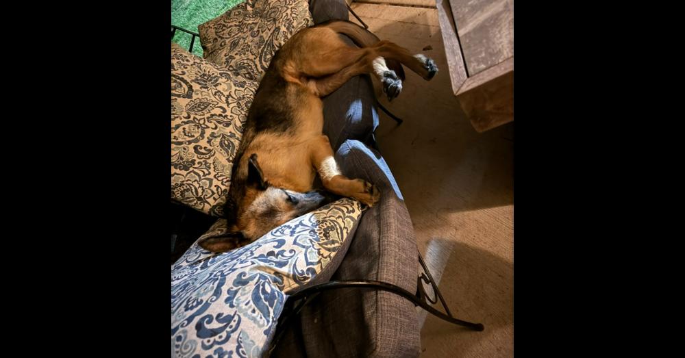 Enlarge Thunder, a Adoptable German Shepherd Dog in Suamico, WI image 3/6