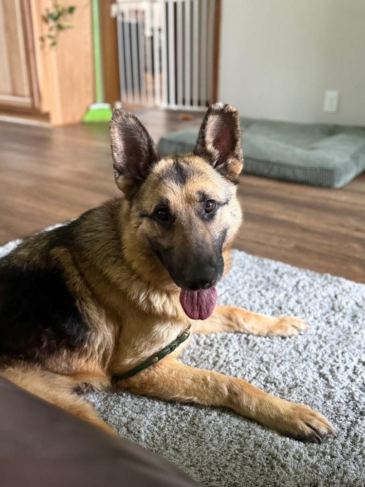 Enlarge Thunder, a Adoptable German Shepherd Dog in Suamico, WI image 2/4