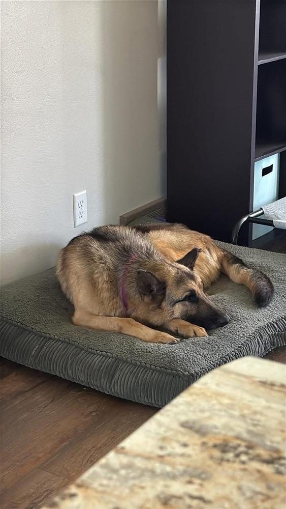 Enlarge Thunder, a Adoptable German Shepherd Dog in Suamico, WI image 3/4