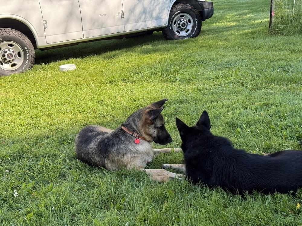 Thunder, a Adoptable German Shepherd Dog in Suamico, WI image 5/6