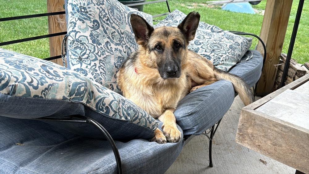 Enlarge Thunder, a Adoptable German Shepherd Dog in Suamico, WI image 6/6
