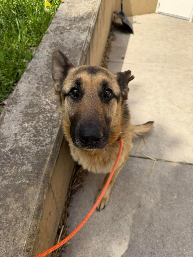 Enlarge Thunder, a Adoptable German Shepherd Dog in Suamico, WI image 4/4
