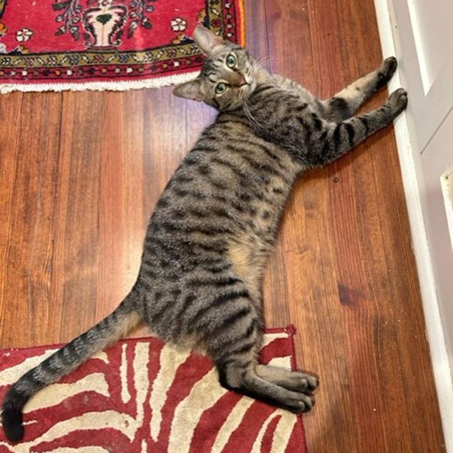 Courtesy Listing: Reggie, Adoptable, Young Male Domestic Short Hair.