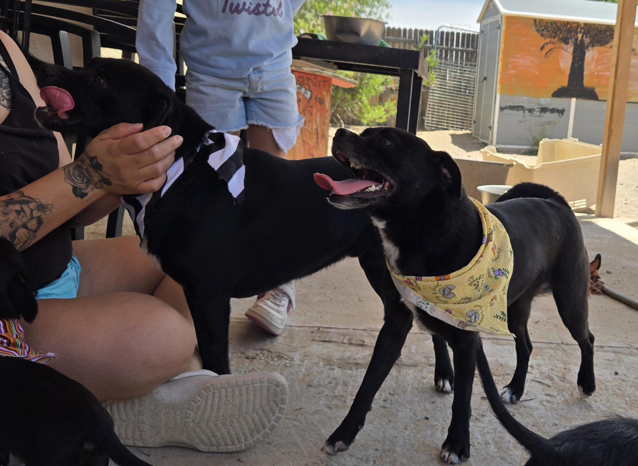 **MILLY & MARCOS (Bonded pair) *Please read bio below, a Adoptable mixed breed in Peralta, NM image 1/6