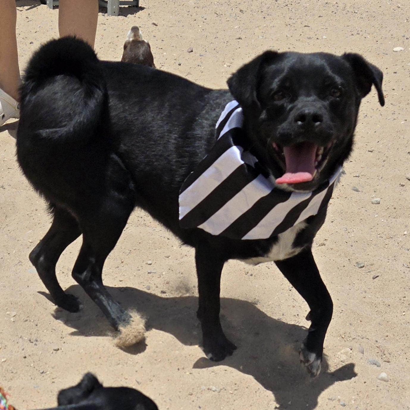 **MILLY & MARCOS (Bonded pair) *Please read bio below, a Adoptable mixed breed in Peralta, NM image 2/6