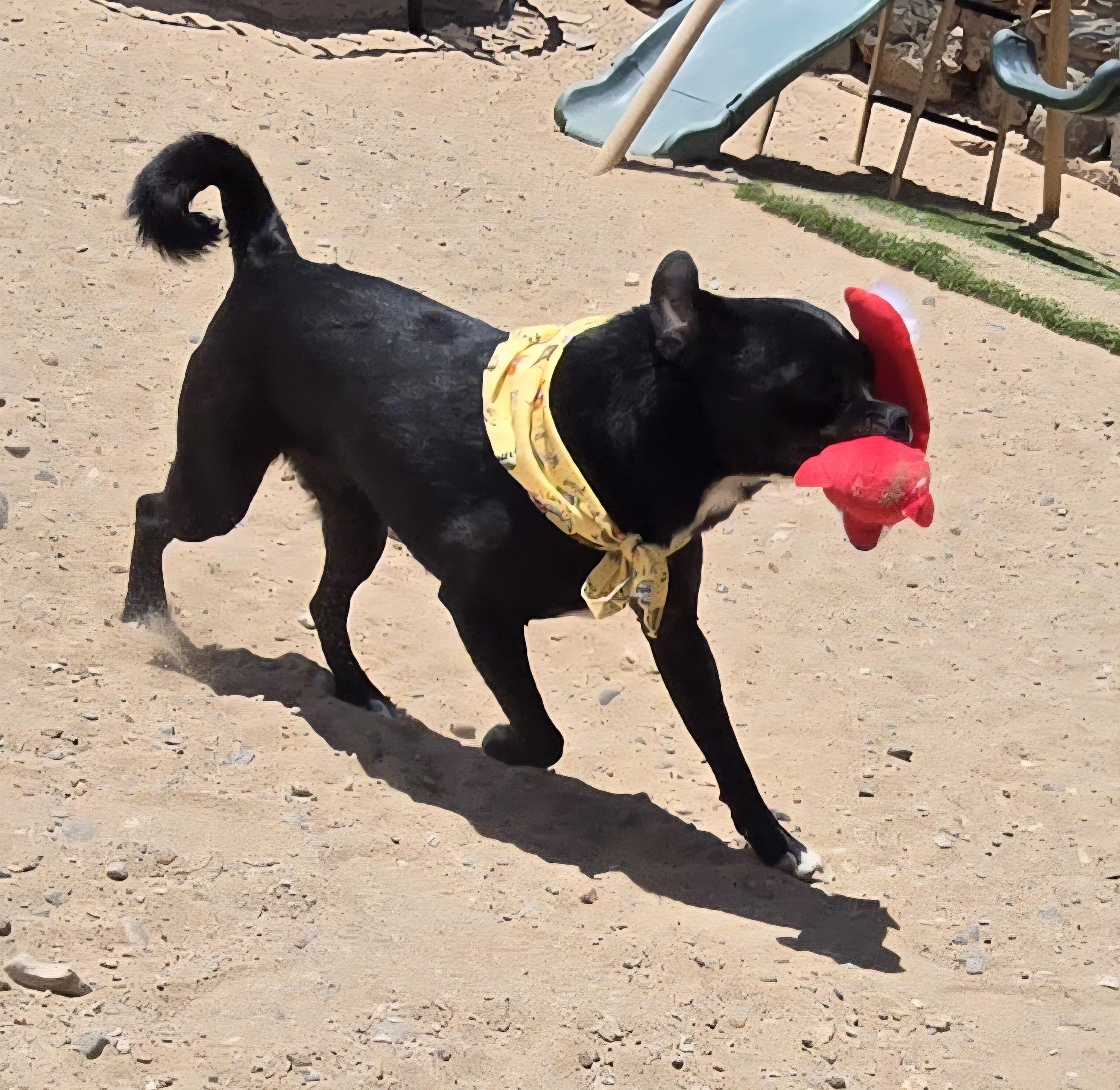 **MILLY & MARCOS (Bonded pair) *Please read bio below, a Adoptable mixed breed in Peralta, NM image 3/6